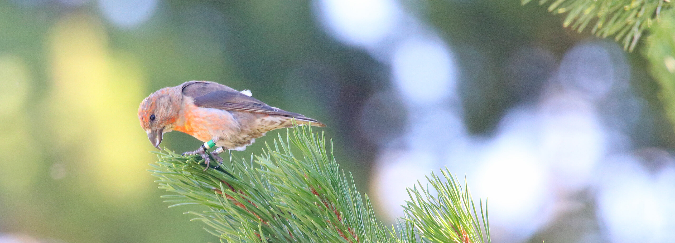 Mountain West Most Wanted, Cassia Crossbill