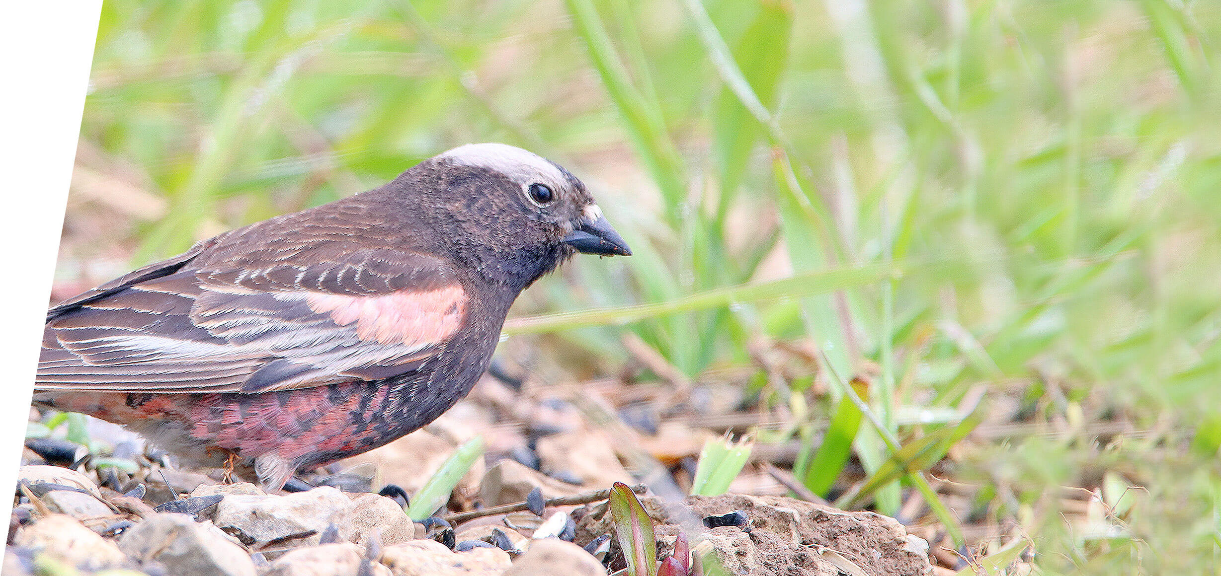 Black Rosy-Finch on a custom Utah Birding Tour