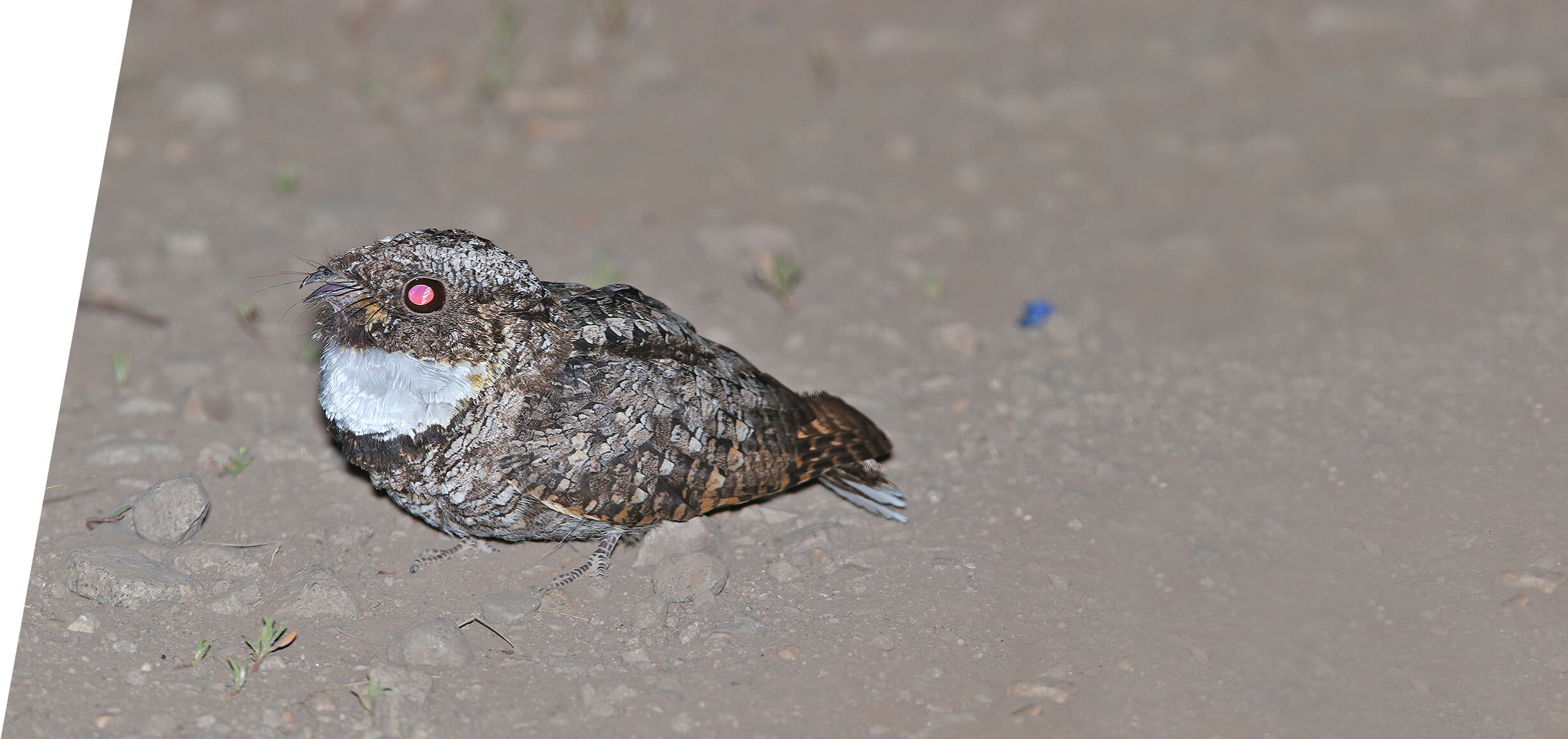 Common Poorwill in the Utah Mountains in 2018