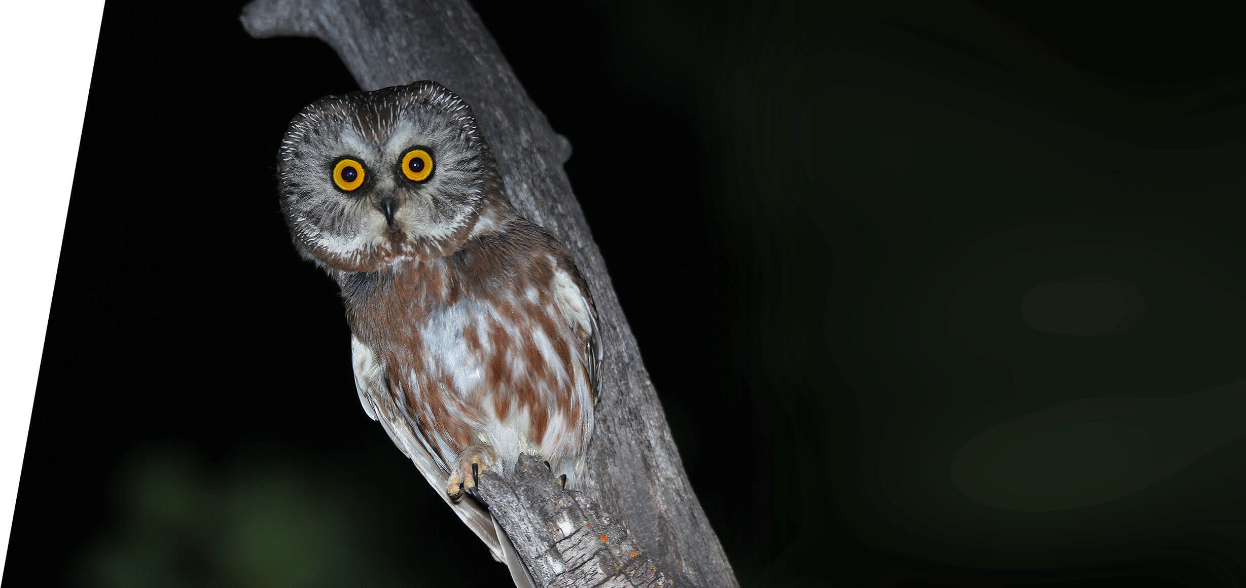 Northern Saw-whet Owl on a custom Utah Birding Tour