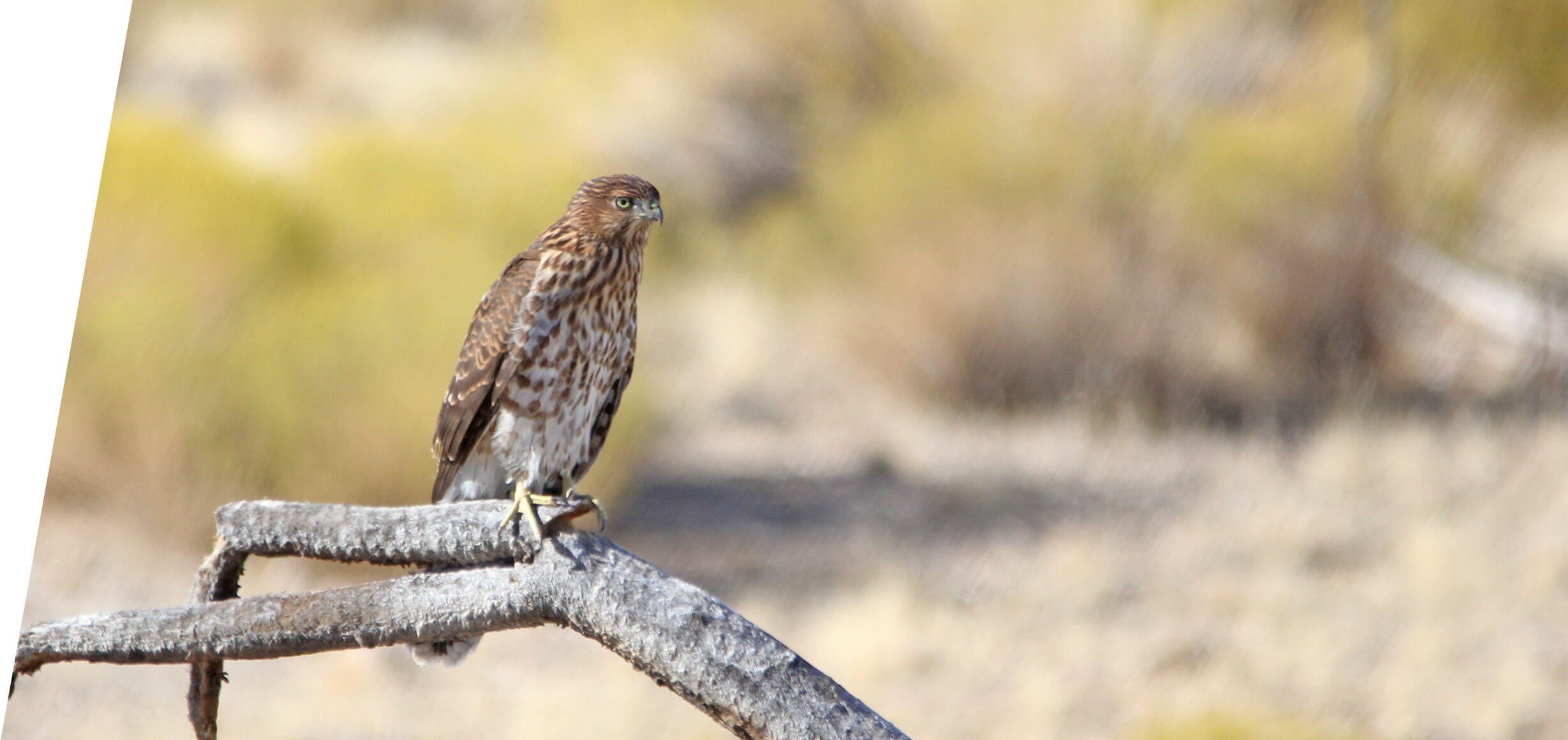 Sharp-shinned Hawk on a custom Utah Birding Tour