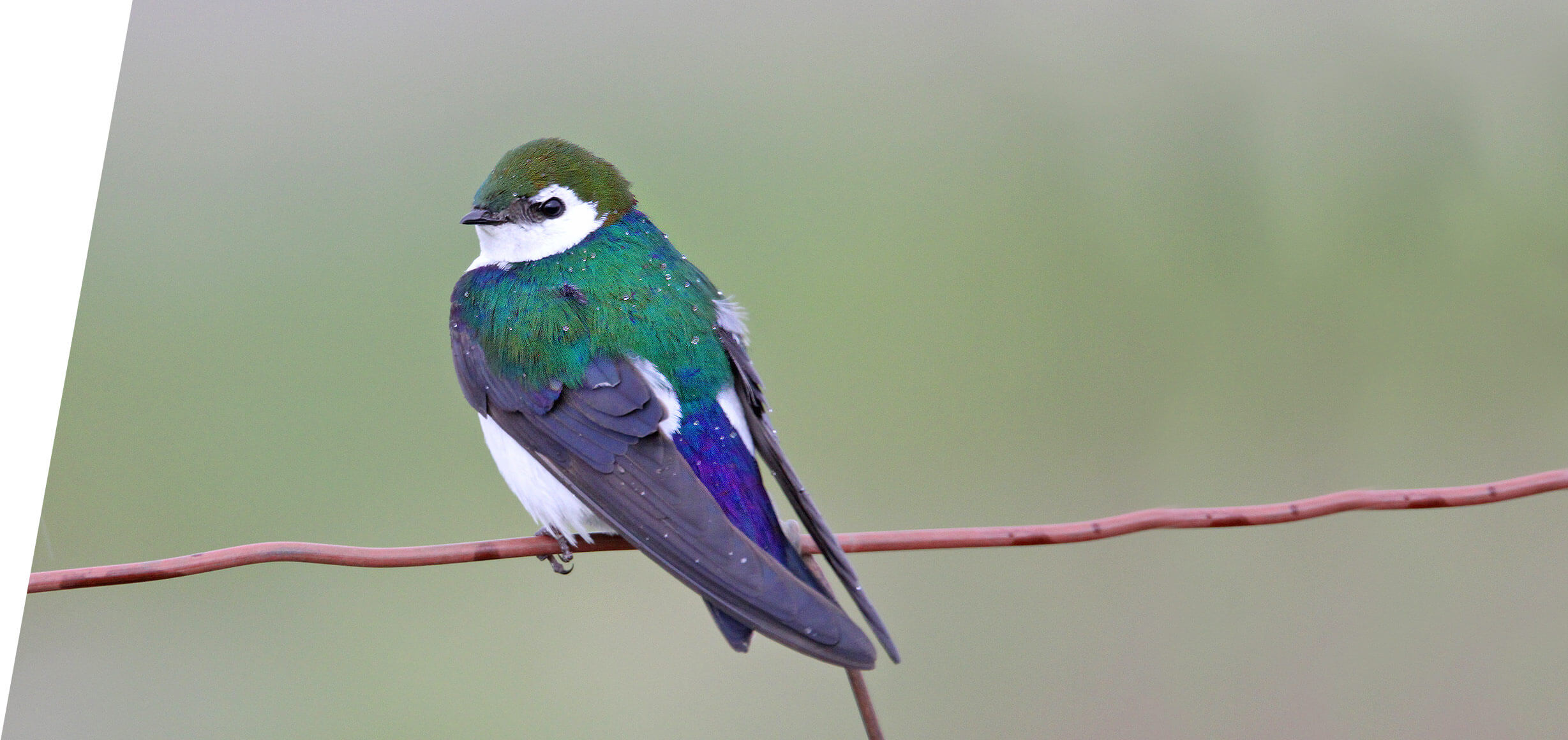 Violet-green Swallow in the Utah Mountains in 2016