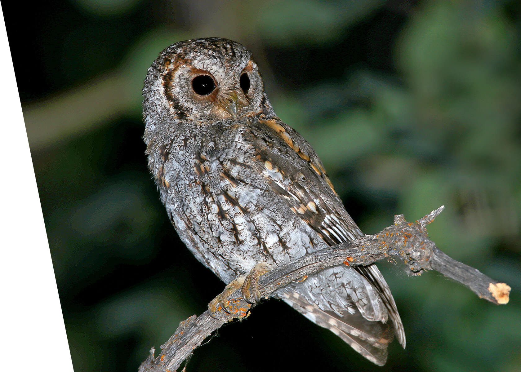 Flammulated Owl in Utah