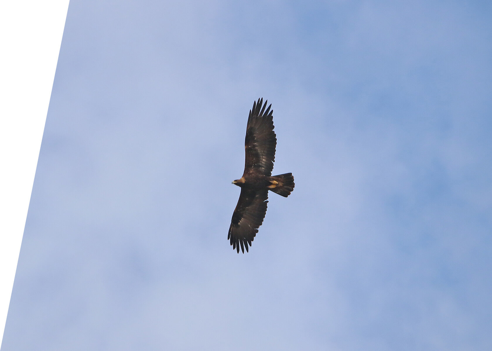 Golden Eagle from Custom Utah Birding Tour
